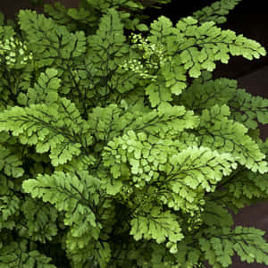 Green Ipad [wallpaper] Wallpaper