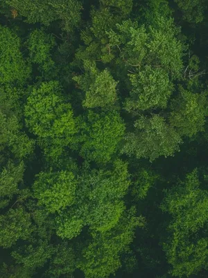 Green Ipad [wallpaper] Wallpaper