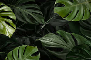 Green Jungle Monstera Leaves Plant Wallpaper