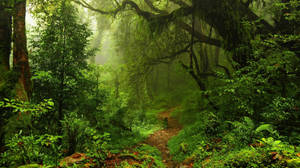 Green Jungle Pathway Wallpaper