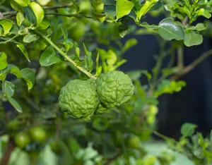 Green Kaffir Lime On Branch Wallpaper
