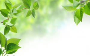 Green Leaves Background Border Wallpaper