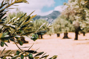 Green Leaves In A Desert Wallpaper