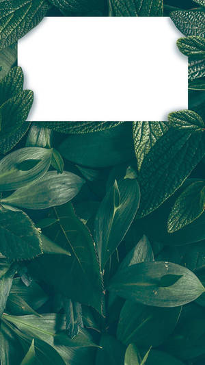 Green Leaves With A Blank White Frame Wallpaper