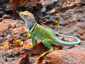 Green Leopard Collared Lizard Wallpaper