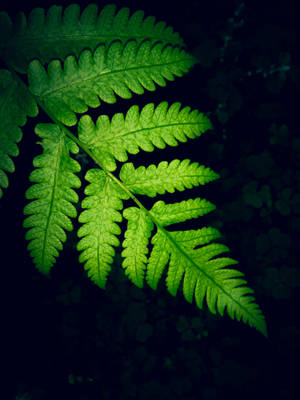 Green Long Leaves Hd Phone Wallpaper