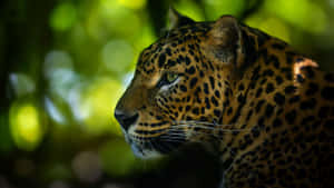 Green Nature And Brown Jaguar Wallpaper