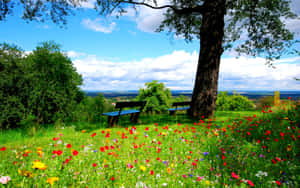 Green Nature Cute Spring Desktop Wallpaper