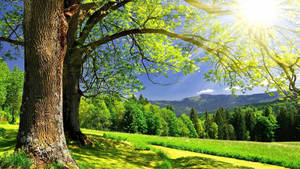 Green Nature In Summer Season Wallpaper