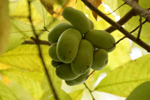 Green Pawpaw Clusteron Tree Wallpaper