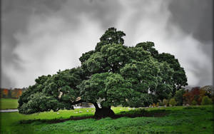 Green Tree Under Dark Skies Wallpaper