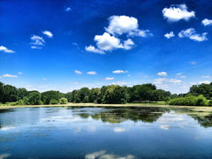 Green Trees On The Riverside Wallpaper