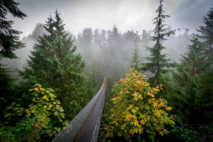 Green Trees Under Light Fog Wallpaper