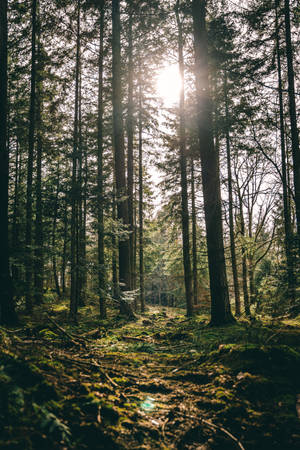 Green Trees Under White Sky During Daytime Wallpaper