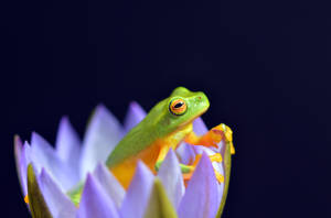 Green Yellow Frog On Flower Wallpaper