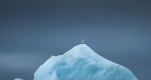 Greenland Iceberg With Sea Bird Wallpaper