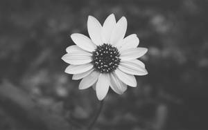 Grey Aesthetic Daisy Wallpaper