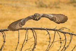 Grey Owl, Flying In Nature Wallpaper