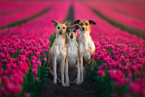 Greyhounds Standing In Tulips Wallpaper