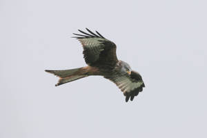 Greyish Falcon In Flight Wallpaper