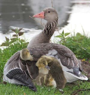 Greylag Goose Mother Bird Wallpaper