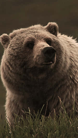 Grizzly Bearin Grass Wallpaper