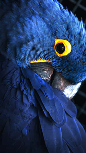 Grooming Parrot Wallpaper