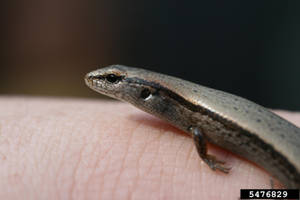 Ground Skink Lizard Reptile Profile Wallpaper