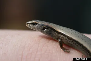 Ground Skink Lizard Reptile Profile Wallpaper