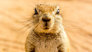 Groundhog In Namibia Wallpaper