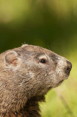 Groundhog Profile Portrait Wallpaper