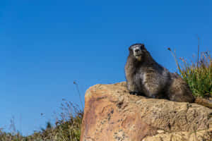 Groundhogon Rock Blue Sky Wallpaper