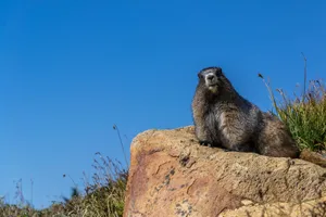 Groundhogon Rock Blue Sky Wallpaper