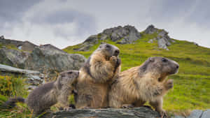 Groundhogs_ Mountainous_ Habitat Wallpaper