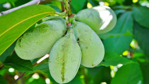 Group Of Pawpaw Fruit Wallpaper