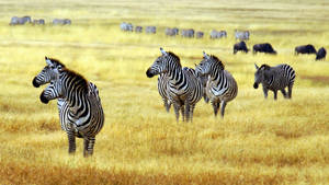 Group Of Zebra In Grassland Wallpaper