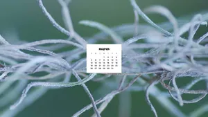 Grow Together - The Last Of Winter Blooms In March