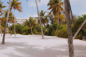 Guadeloupe Coconut Trees Wallpaper