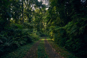 Guadeloupe Rainforest Pathway Wallpaper