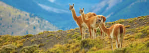 Guanacosin Torres Del Paine Wallpaper