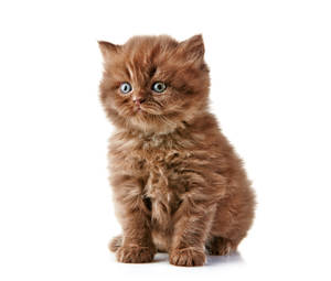 Hairy Cute Cat Wallpaper