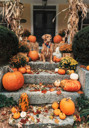 Halloween Aesthetic Brown Dog Wallpaper