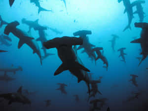 Hammerhead Shark - Majestic Creature Of The Sea Wallpaper