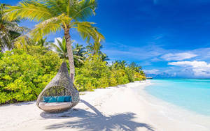 Hammock On Tree Beach Vacation Wallpaper