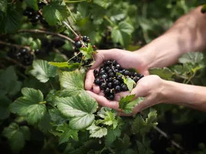 Hand Holding A Blackcurrant Wallpaper