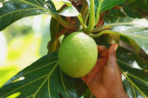 Hand Holding Breadfruit On Branch Wallpaper