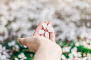 Hand Holding Fallen Spring Flower Wallpaper