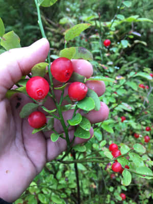 Hand Holding Red Berriesin Greenery Wallpaper