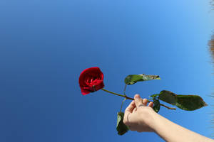 Hand Red Rose Hd Wallpaper