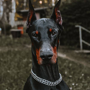 Handsome Black And Rust Doberman Pinscher Wallpaper